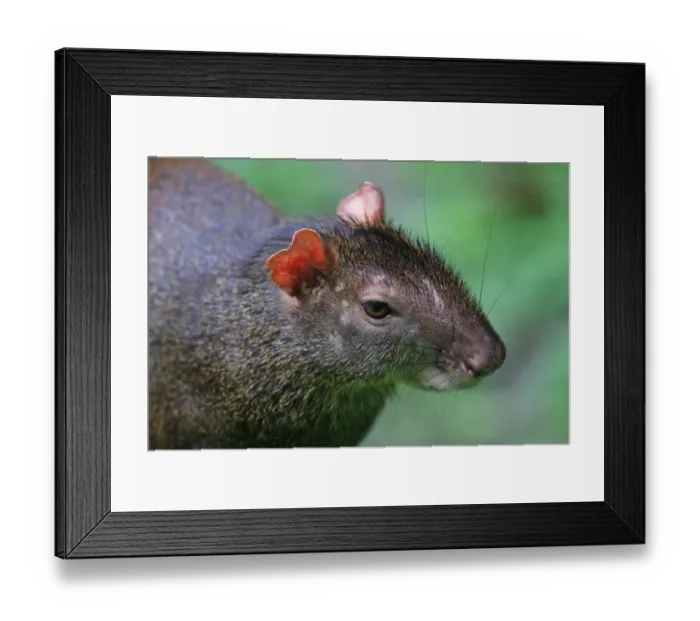 Framed Print : Red-rumped Agouti (Dasyprocta leporina) adult, close-up of head, Trinidad, Trinidad and Tobago, April