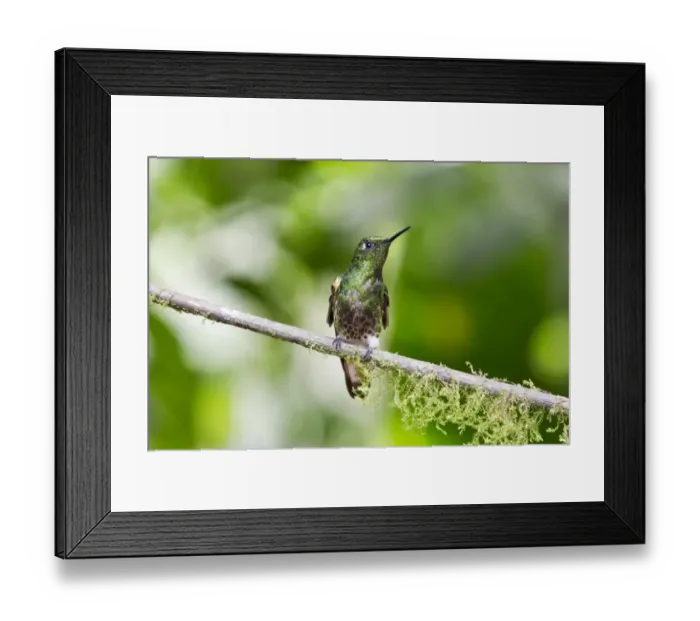 Framed Print : Western Emerald (Chlorostilbon melanorhynchus) adult male, perched on twig in montane rainforest, Andes, Ecuador