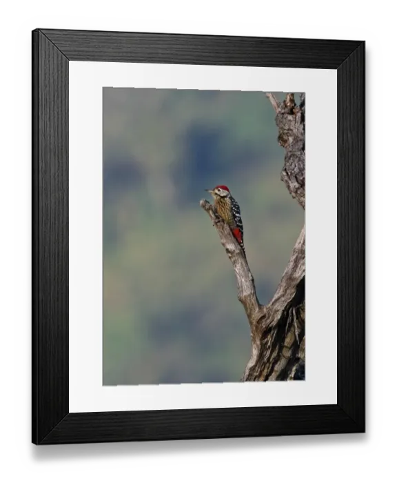 Framed Print : Stripe-breasted Woodpecker (Dendrocopos atratus) adult male, on dead tree, Doi Ang Khang, Chiang Mai Province Framed Print : Stripe-breasted Woodpecker (Dendrocopos atratus) adult male, on dead tree, Doi Ang Khang, Chiang Mai Province