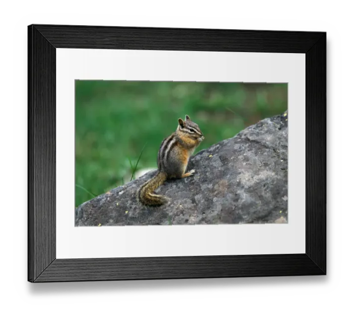 Framed Print : Least Chipmunk (Tamias minimus) Yellowstone Nat. Park, USA