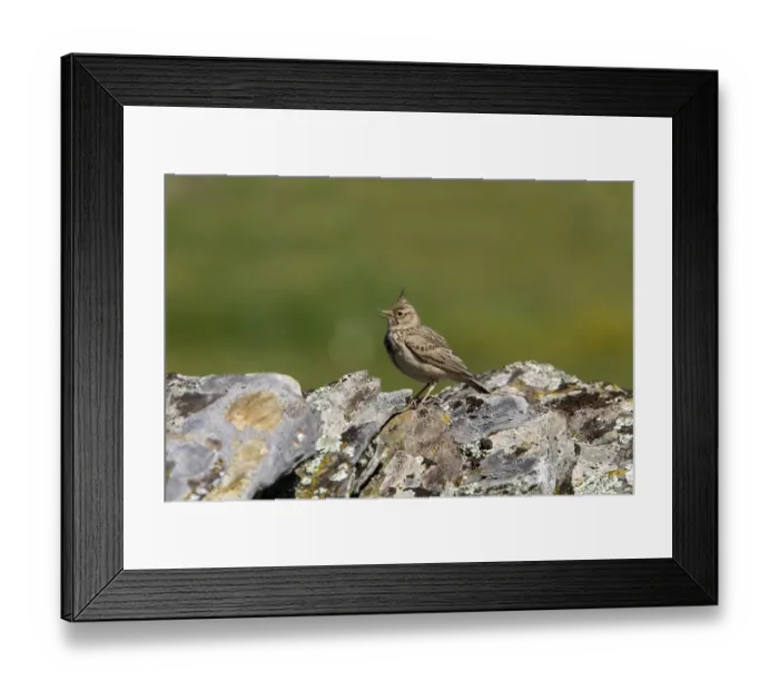 Framed Print : Crested Lark singing on lichen covered rocks Framed Print : Crested Lark singing on lichen covered rocks