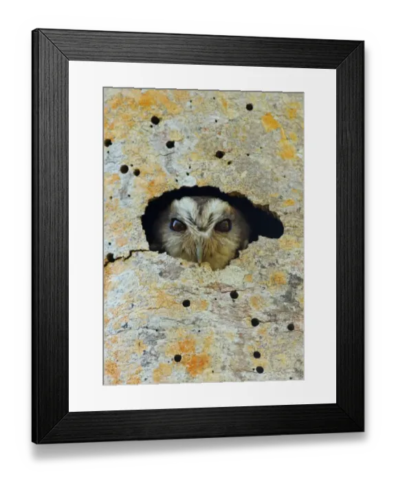 Framed Print : Cuban Screech-owl (Gymnoglaux lawrencii exsul) adult, looking out from nesthole entrance in tree trunk Framed Print : Cuban Screech-owl (Gymnoglaux lawrencii exsul) adult, looking out from nesthole entrance in tree trunk