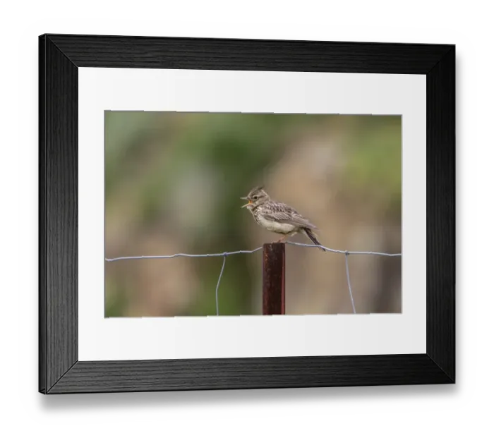 Framed Print : Crested Lark singing on fence Framed Print : Crested Lark singing on fence