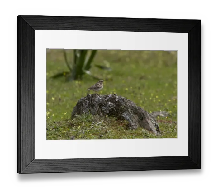 Framed Print : Woodlark on lichen covered rock - Extremadura Spain Framed Print : Woodlark on lichen covered rock - Extremadura Spain