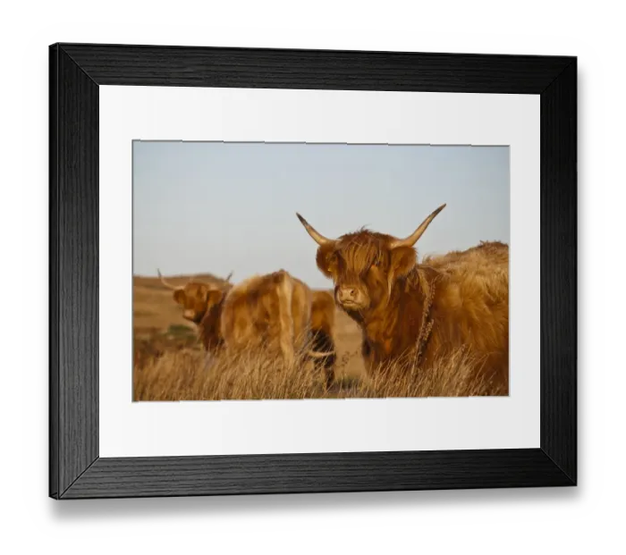 Framed Print : Domestic Cattle, Highland cows, standing in moorland, Ardfin Estate, Isle of Jura, Inner Hebrides, Scotland Framed Print : Domestic Cattle, Highland cows, standing in moorland, Ardfin Estate, Isle of Jura, Inner Hebrides, Scotland