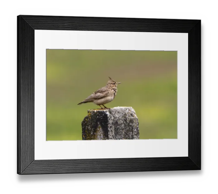 Framed Print : Crested Lark on lichen covered post Framed Print : Crested Lark on lichen covered post