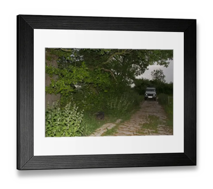 Framed Print : Eurasian Badger (Meles meles) bovine tuberculosis vaccination scheme, badger in live trap beside track Framed Print : Eurasian Badger (Meles meles) bovine tuberculosis vaccination scheme, badger in live trap beside track