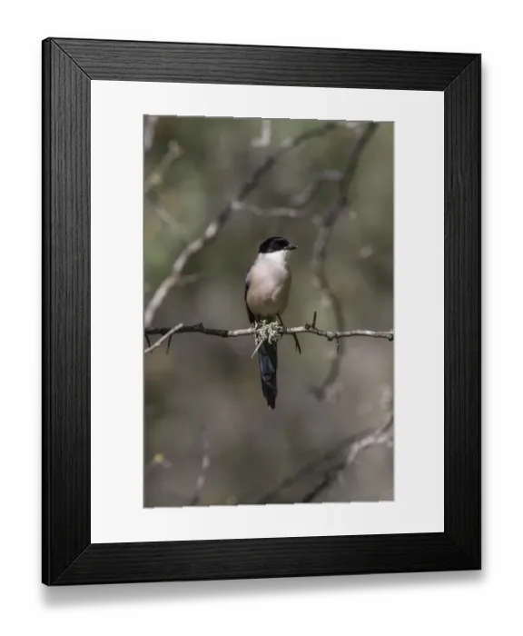 Framed Print : Azure winged Magpie - Monfrague, Extremadura, Spain Framed Print : Azure winged Magpie - Monfrague, Extremadura, Spain