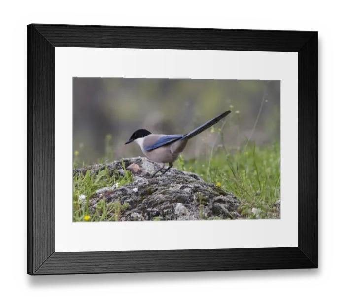 Framed Print : Azure winged Magpie - Monfrague, Extremadura, Spain Framed Print : Azure winged Magpie - Monfrague, Extremadura, Spain