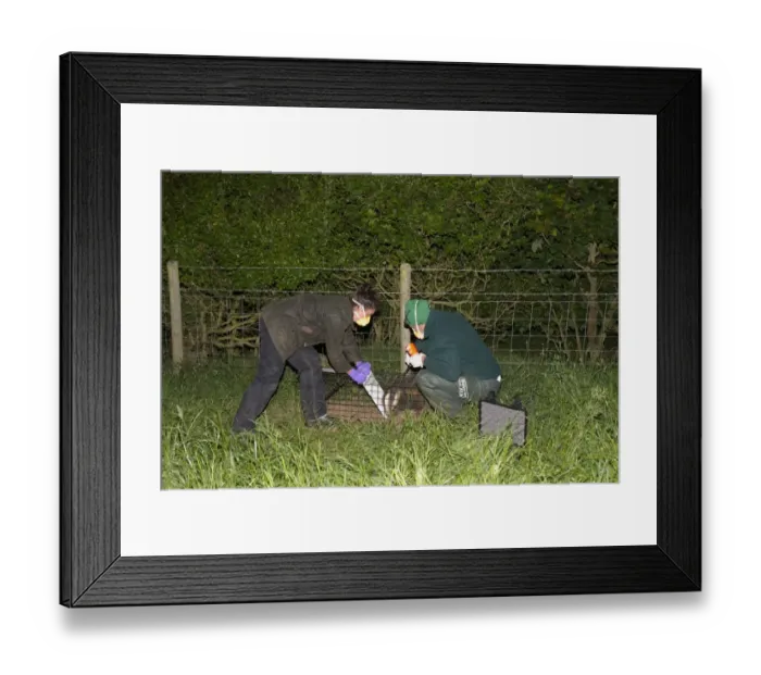 Framed Print : Eurasian Badger (Meles meles) bovine tuberculosis vaccination scheme, badger in live trap being clipped Framed Print : Eurasian Badger (Meles meles) bovine tuberculosis vaccination scheme, badger in live trap being clipped