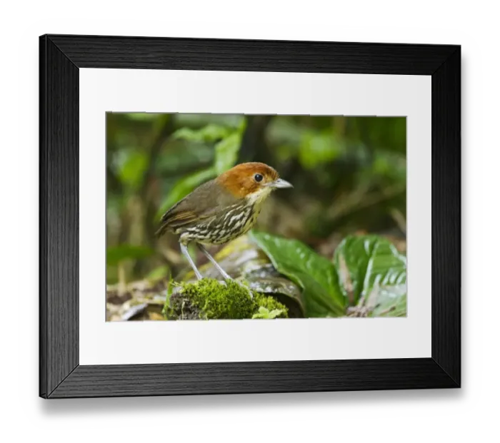 Framed Print : Chestnut-crowned Antpitta (Grallaria ruficapilla) adult, standing on montane rainforest floor, San Isidro, Andes Framed Print : Chestnut-crowned Antpitta (Grallaria ruficapilla) adult, standing on montane rainforest floor, San Isidro, Andes
