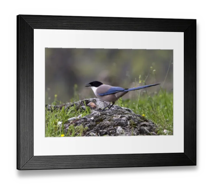 Framed Print : Azure winged Magpie calling - Monfrague, Extremadura, Spain Framed Print : Azure winged Magpie calling - Monfrague, Extremadura, Spain