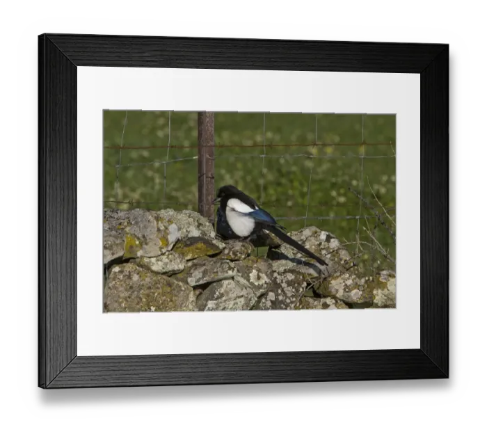 Framed Print : Common Magpie