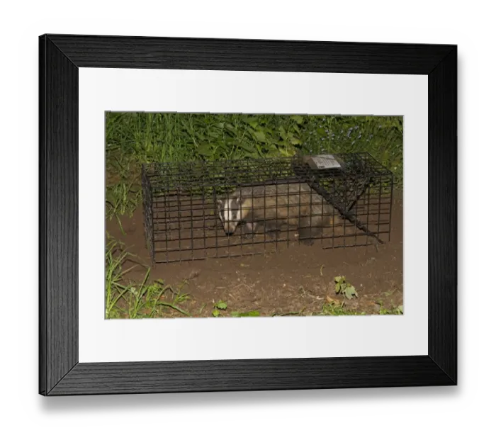 Framed Print : Eurasian Badger (Meles meles) bovine tuberculosis vaccination scheme, badger in live trap, Shropshire, England, June