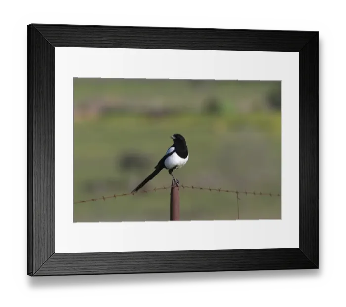 Framed Print : Common Magpie on barbed wire fence Framed Print : Common Magpie on barbed wire fence