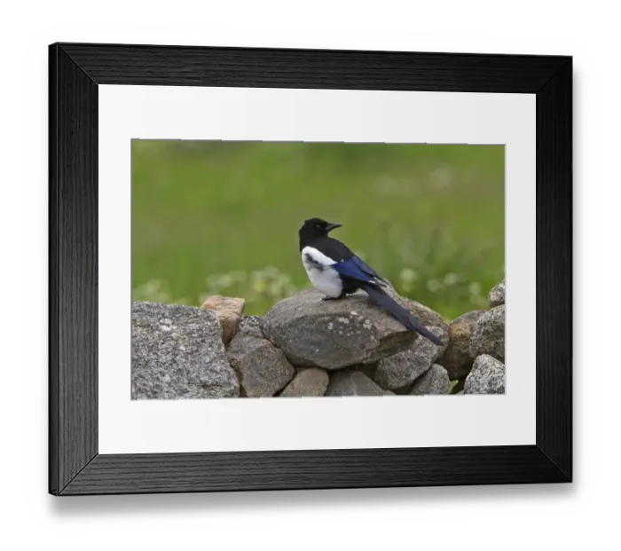 Framed Print : Common Magpie on stone wall