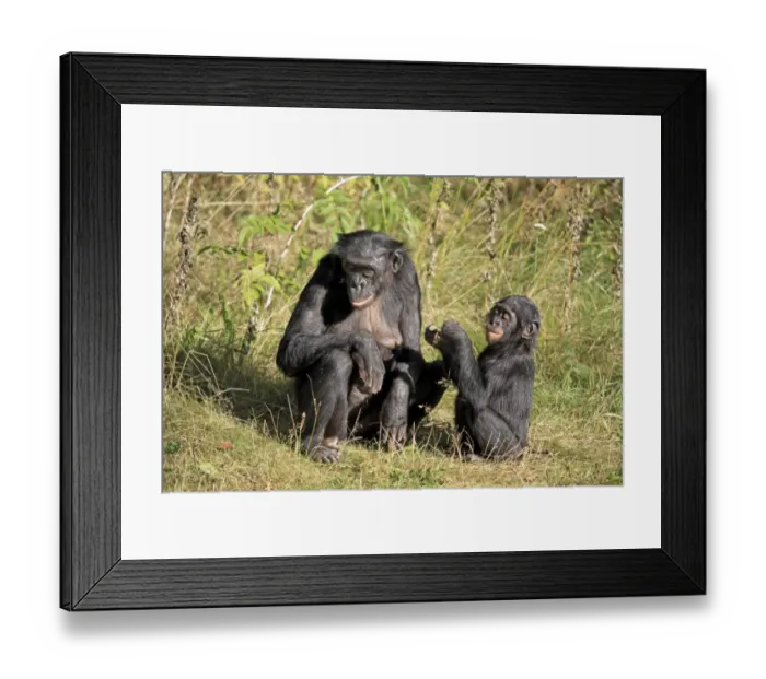 Framed Print : Bonobo (Pan paniscus) adult female with young, sitting on grass (captive) Framed Print : Bonobo (Pan paniscus) adult female with young, sitting on grass (captive)