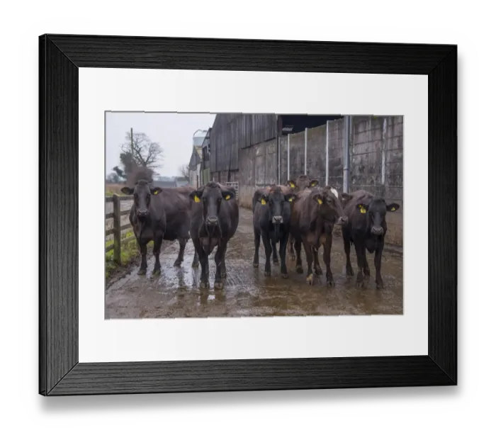 Framed Print : Domestic Cattle, Brown Swiss and Brown Swiss cross dairy cows, herd standing in farmyard, Nantwich, Cheshire, England Framed Print : Domestic Cattle, Brown Swiss and Brown Swiss cross dairy cows, herd standing in farmyard, Nantwich, Cheshire, England