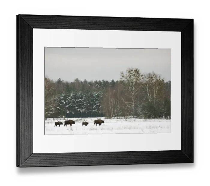Framed Print : European Bison (Bison bonasus) adult females and calves, walking in snow covered meadow at edge of forest habitat Framed Print : European Bison (Bison bonasus) adult females and calves, walking in snow covered meadow at edge of forest habitat