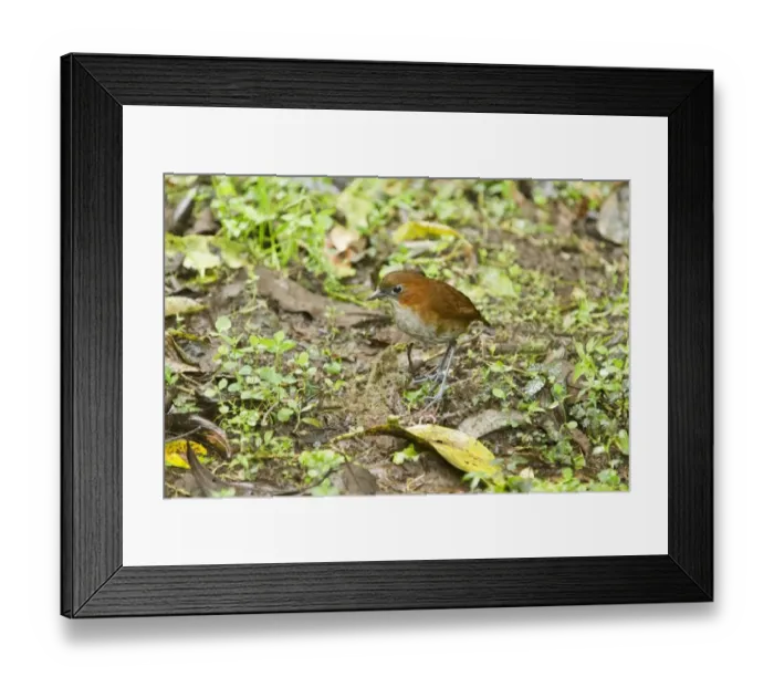 Framed Print : White-bellied Antpitta (Grallaria hypoleuca) adult, foraging on montane rainforest floor, Andes, Ecuador, November