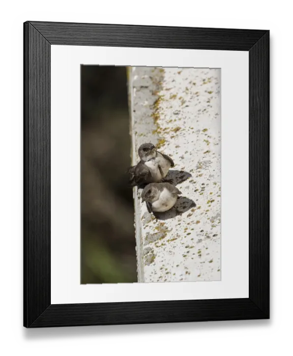 Framed Print : Crag Martin pair perched on side of bridge, Extremadura, Spain Framed Print : Crag Martin pair perched on side of bridge, Extremadura, Spain