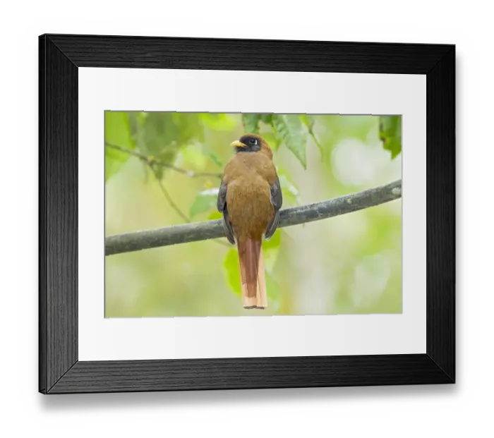 Framed Print : Masked Trogon (Trogon personatus) adult female, perched on branch in montane rainforest, Andes, Ecuador, November Framed Print : Masked Trogon (Trogon personatus) adult female, perched on branch in montane rainforest, Andes, Ecuador, November