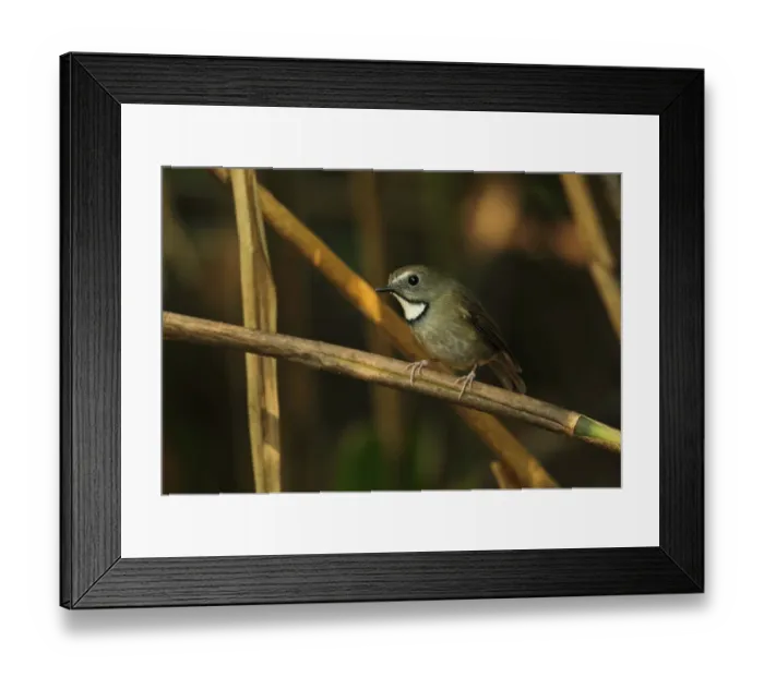 Framed Print : White-gorgeted Flycatcher (Anthipes monileger leucops) adult, perched on stem, Doi Lang, Doi Pha Hom Pok N. P Framed Print : White-gorgeted Flycatcher (Anthipes monileger leucops) adult, perched on stem, Doi Lang, Doi Pha Hom Pok N. P