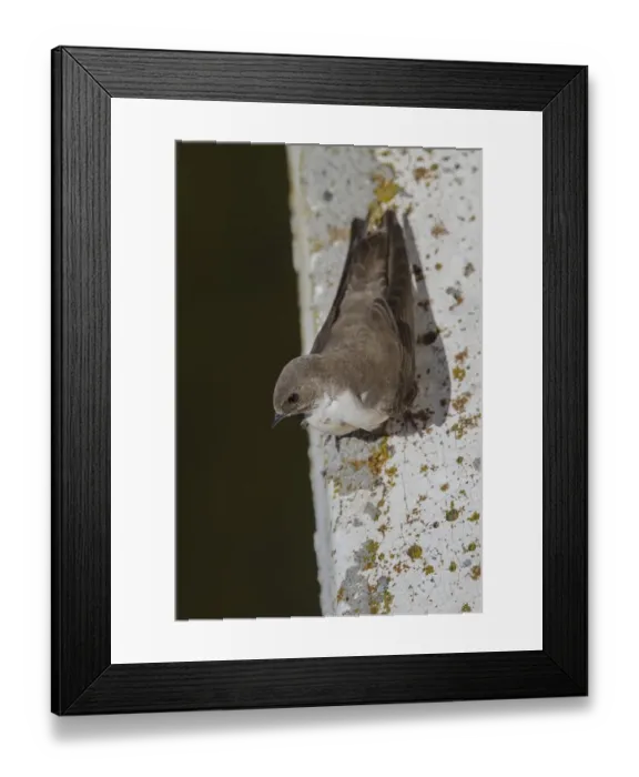 Framed Print : Crag Martin perched on side of bridge, Extremadura, Spain Framed Print : Crag Martin perched on side of bridge, Extremadura, Spain