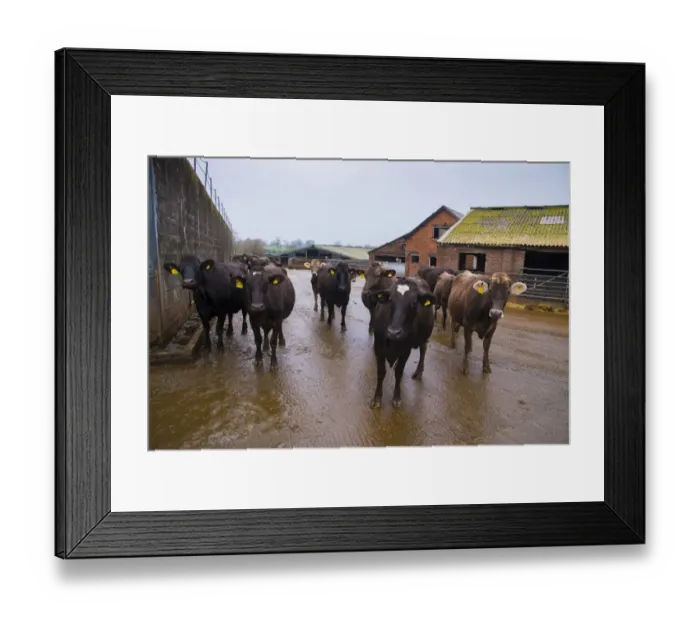 Framed Print : Domestic Cattle, Brown Swiss and Brown Swiss cross dairy cows, herd standing in farmyard, Nantwich, Cheshire, England Framed Print : Domestic Cattle, Brown Swiss and Brown Swiss cross dairy cows, herd standing in farmyard, Nantwich, Cheshire, England