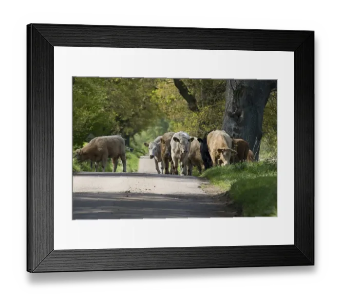Framed Print : Domestic Cattle, Galloway herd, walking along road and grazing on verge, Dumfries and Galloway, Scotland, May Framed Print : Domestic Cattle, Galloway herd, walking along road and grazing on verge, Dumfries and Galloway, Scotland, May