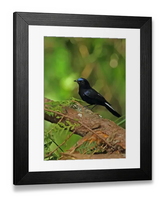 Framed Print : White-tailed Robin (Myiomela leucura leucura) adult male, perched on fallen branch, Doi Ang Khang, Chiang Mai Province Framed Print : White-tailed Robin (Myiomela leucura leucura) adult male, perched on fallen branch, Doi Ang Khang, Chiang Mai Province