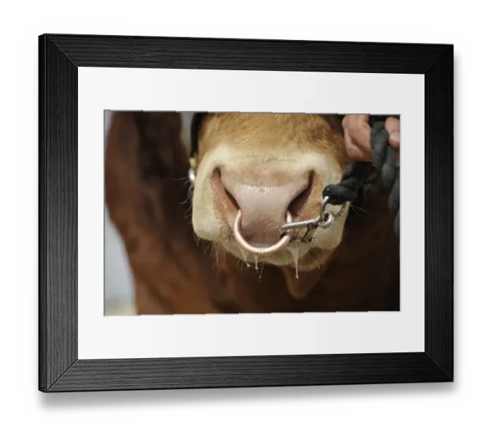 Framed Print : Domestic Cattle, Limousin bull, close-up of nose with ring, being led at show, England, May Framed Print : Domestic Cattle, Limousin bull, close-up of nose with ring, being led at show, England, May