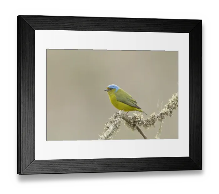 Framed Print : Golden-rumped Euphonia (Euphonia cyanocephala) adult female, perched on lichen covered twig, Andes, Ecuador, November Framed Print : Golden-rumped Euphonia (Euphonia cyanocephala) adult female, perched on lichen covered twig, Andes, Ecuador, November