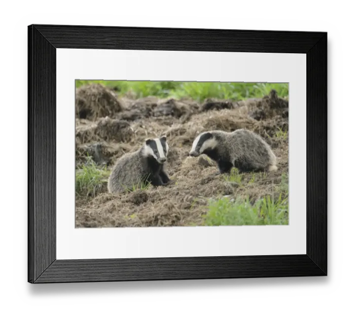 Framed Print : Eurasian Badger (Meles meles) two cubs, sitting near sett, Blithfield, Staffordshire, England, June Framed Print : Eurasian Badger (Meles meles) two cubs, sitting near sett, Blithfield, Staffordshire, England, June