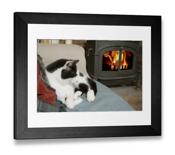 Framed Print : Domestic Cat, adult male, resting on chair beside woodburner, England, April