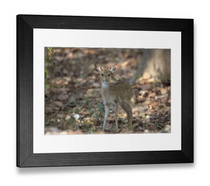Framed Print : Spotted Deer (Axis axis) young, standing in forest, Kanha N. P. Madhya Pradesh, India, March
