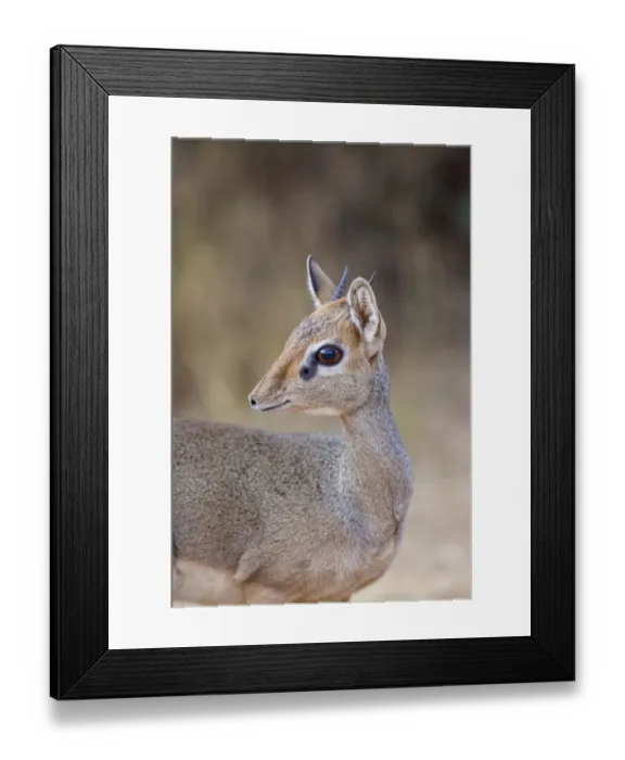 Framed Print : Guenthers Dik-dik (Madoqua guentheri) adult male, close-up of head and neck, Samburu National Reserve, Kenya, August Framed Print : Guenthers Dik-dik (Madoqua guentheri) adult male, close-up of head and neck, Samburu National Reserve, Kenya, August