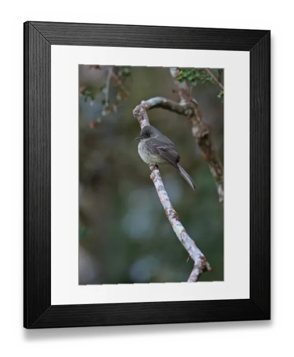 Framed Print : Hispaniolan Pewee (Contopus hispaniolensis) adult, perched on twig, Bahoruco Mountains N. P. Dominican Republic, January Framed Print : Hispaniolan Pewee (Contopus hispaniolensis) adult, perched on twig, Bahoruco Mountains N. P. Dominican Republic, January