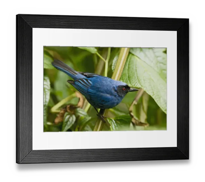 Framed Print : Masked Flowerpiercer (Diglossopis cyanea) adult, perched on stem in montane rainforest, Andes, Ecuador, November Framed Print : Masked Flowerpiercer (Diglossopis cyanea) adult, perched on stem in montane rainforest, Andes, Ecuador, November