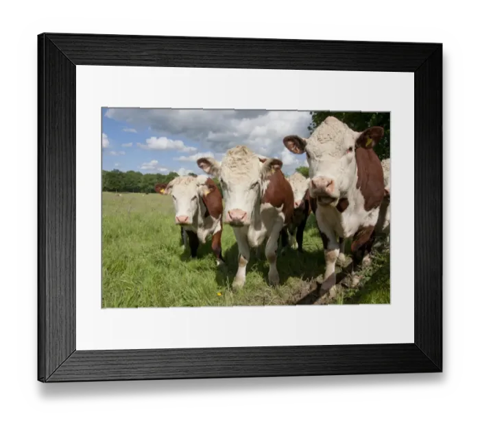 Framed Print : Domestic Cattle, Hereford cows, herd standing in pasture, Dunsfold Rhys, High Street Green, Chiddingfold, Surrey Framed Print : Domestic Cattle, Hereford cows, herd standing in pasture, Dunsfold Rhys, High Street Green, Chiddingfold, Surrey