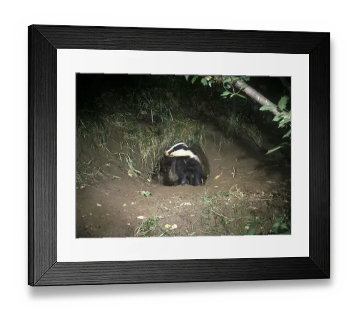 Framed Print : Badger (Meles meles) Just emerged from sett