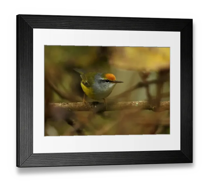 Framed Print : Mountain Tailorbird (Phyllergates cuculatus coronatus) adult, perched on twig, Doi Inthanon N. P Framed Print : Mountain Tailorbird (Phyllergates cuculatus coronatus) adult, perched on twig, Doi Inthanon N. P