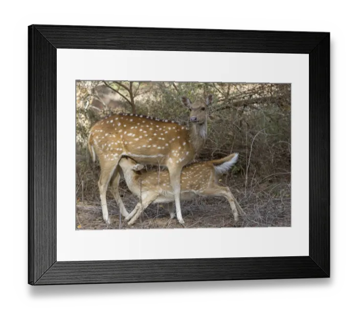 Framed Print : Spotted Deer (Axis axis) adult female with young, suckling, Ranthambore N. P. Rajasthan, India, March Framed Print : Spotted Deer (Axis axis) adult female with young, suckling, Ranthambore N. P. Rajasthan, India, March