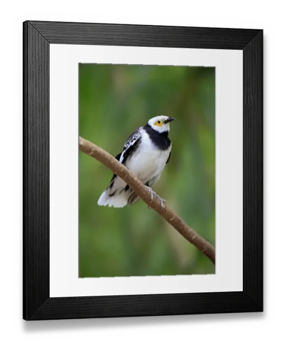 Framed Print : Black-collared Starling (Sturnus nigricollis) adult, perched on twig (captive) Framed Print : Black-collared Starling (Sturnus nigricollis) adult, perched on twig (captive)