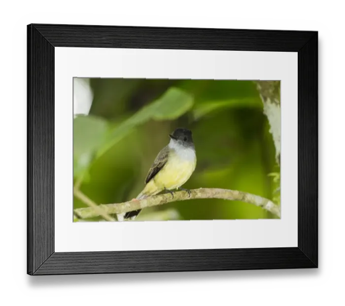 Framed Print : Dusky-capped Flycatcher (Myiarchus tuberculifer) adult, perched on twig in montane rainforest, Andes, Ecuador, November Framed Print : Dusky-capped Flycatcher (Myiarchus tuberculifer) adult, perched on twig in montane rainforest, Andes, Ecuador, November