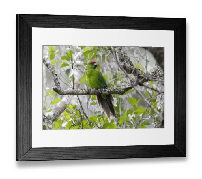Framed Print : Norfolk Island Parakeet (Cyanoramphus cookii) adult male, perched on branch, Norfolk Island, March Framed Print : Norfolk Island Parakeet (Cyanoramphus cookii) adult male, perched on branch, Norfolk Island, March