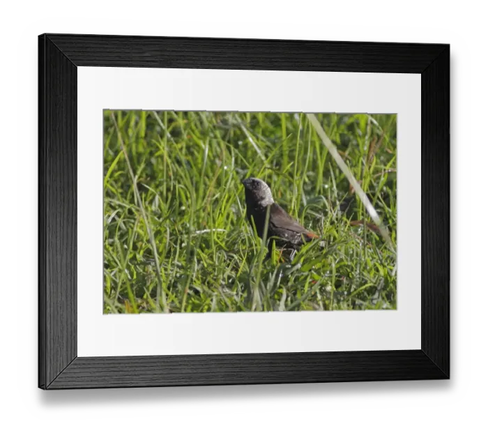 Framed Print : Hunsteins Mannikin (Lonchura hunsteini) adult, standing in grass, Kavieng Airport, New Ireland, Bismarck Archipelago Framed Print : Hunsteins Mannikin (Lonchura hunsteini) adult, standing in grass, Kavieng Airport, New Ireland, Bismarck Archipelago