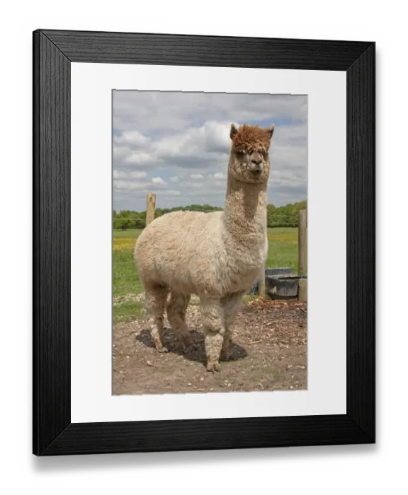 Framed Print : Alpaca (Lama pacos) adult, standing in pasture, West Sussex, England, June Framed Print : Alpaca (Lama pacos) adult, standing in pasture, West Sussex, England, June