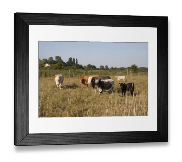 Framed Print : Domestic Cattle, beef cows and calves, grazing on marshland pasture, Belton Marshes, near St