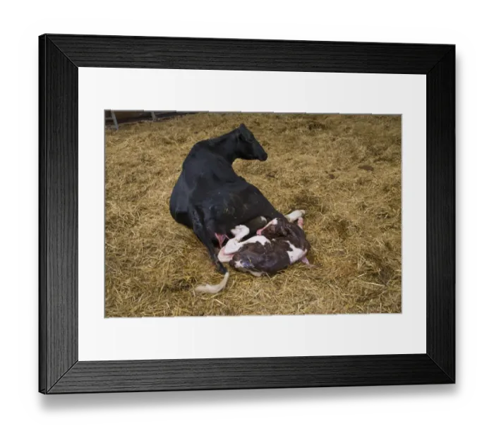 Framed Print : Domestic Cattle, Holstein cow with newly born Red Holstein bull calf, in straw calving yard, Cheshire, England, May Framed Print : Domestic Cattle, Holstein cow with newly born Red Holstein bull calf, in straw calving yard, Cheshire, England, May